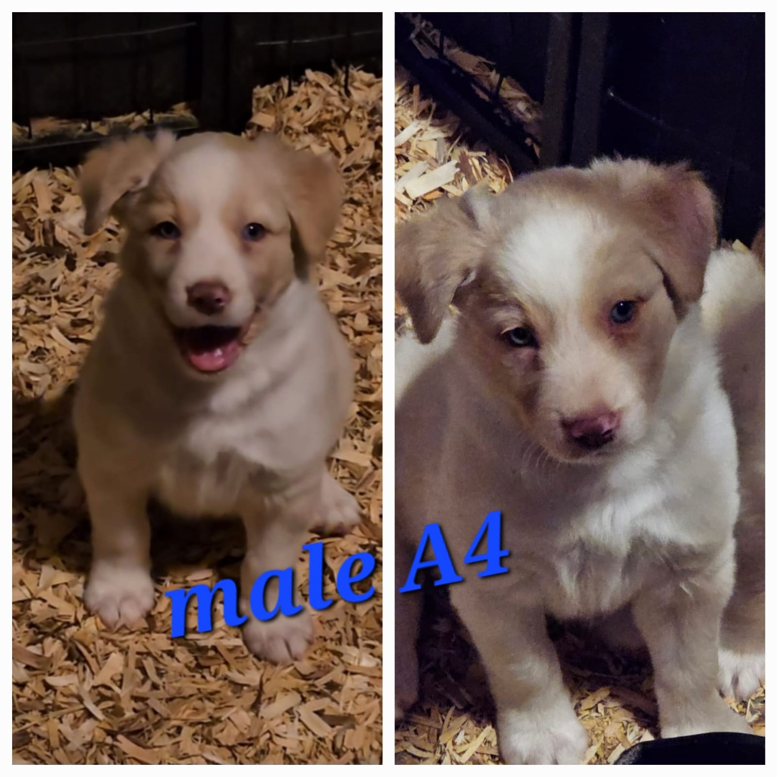 Cocker Spaniel Border Collie Mix Blonde