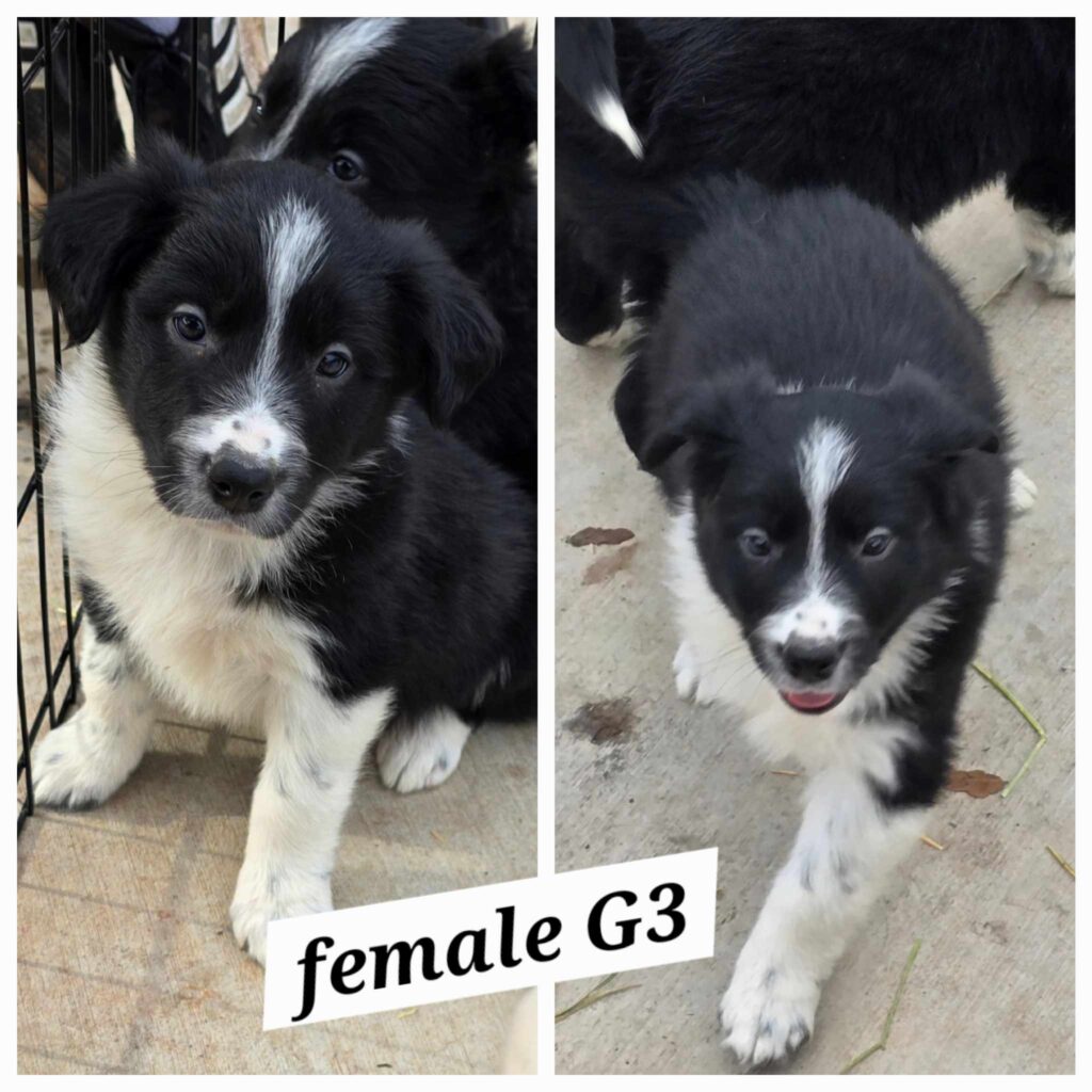 Border Collie Puppies - Top AKC Border Collie Puppies Breeder